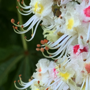 Photographie n°2478376 du taxon Aesculus hippocastanum L. [1753]