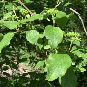 Photographie n°2478391 du taxon Cornus sanguinea L.