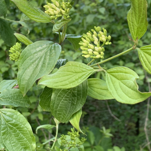 Photographie n°2478395 du taxon Cornus sanguinea L.