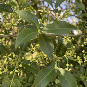 Photographie n°2478408 du taxon Euonymus europaeus L. [1753]