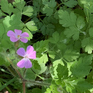 Photographie n°2478430 du taxon Geranium robertianum L.