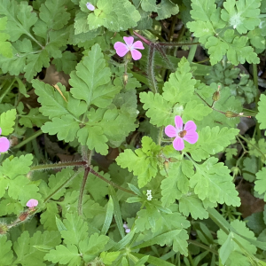 Photographie n°2478432 du taxon Geranium robertianum L.