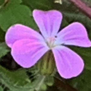 Photographie n°2478433 du taxon Geranium robertianum L.