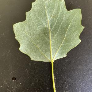 Photographie n°2478479 du taxon Populus tremula L. [1753]