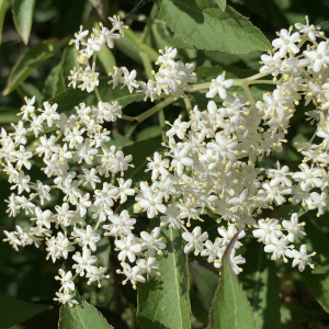 Photographie n°2478503 du taxon Sambucus nigra L. [1753]