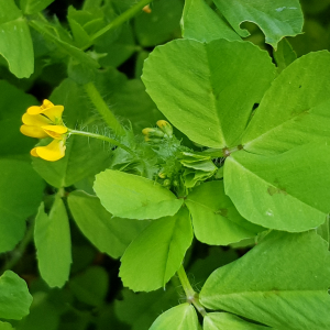 Photographie n°2478521 du taxon Medicago arabica (L.) Huds.