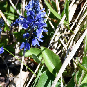 Photographie n°2478584 du taxon Polygala vulgaris L. [1753]