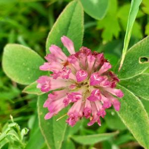 Photographie n°2478624 du taxon Trifolium pratense L. [1753]