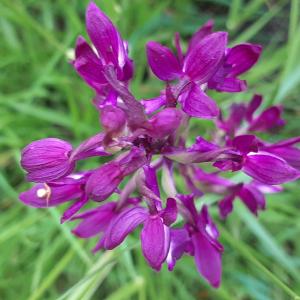 Photographie n°2478629 du taxon Anacamptis laxiflora (Lam.) R.M.Bateman, Pridgeon & M.W.Chase