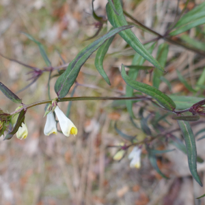 Photographie n°2478635 du taxon Melampyrum pratense L. [1753]