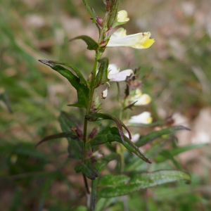 Photographie n°2478637 du taxon Melampyrum pratense L. [1753]