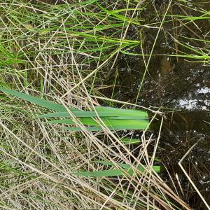 Photographie n°2478658 du taxon Iris pseudacorus L. [1753]