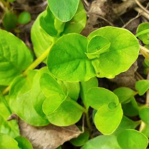 Photographie n°2478660 du taxon Lysimachia nummularia L. [1753]