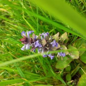 Photographie n°2478666 du taxon Ajuga reptans L. [1753]