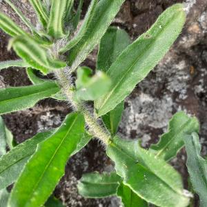 Photographie n°2478699 du taxon Echium vulgare L. [1753]