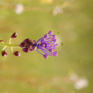 Photographie n°2478710 du taxon Muscari comosum (L.) Mill. [1768]