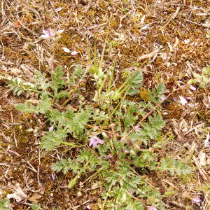 Photographie n°2478715 du taxon Erodium cicutarium (L.) L'Hér. [1789]