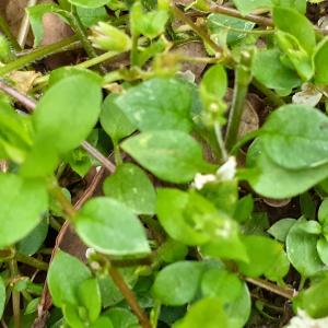 Photographie n°2478718 du taxon Stellaria media subsp. media