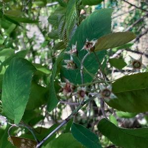 Photographie n°2478725 du taxon Amelanchier ovalis Medik. [1793]