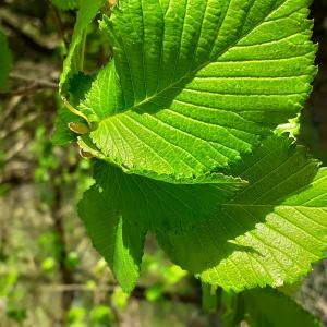 Photographie n°2478727 du taxon Ulmus glabra Huds. [1762]