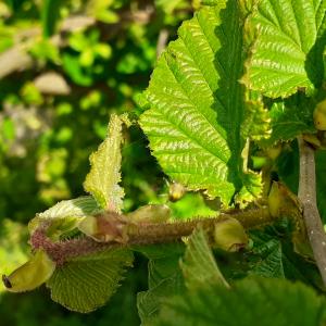 Photographie n°2478731 du taxon Corylus avellana L.