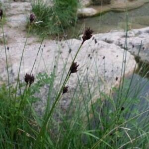 Photographie n°2478752 du taxon Schoenus nigricans L.