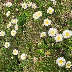 Photographie n°2478757 du taxon Bellis perennis L. [1753]