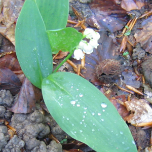 Photographie n°2478796 du taxon Convallaria majalis L. [1753]