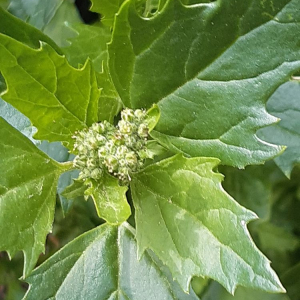 Photographie n°2478833 du taxon Chenopodium murale L.