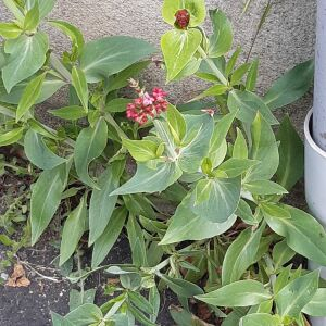 Photographie n°2478839 du taxon Centranthus ruber (L.) DC.