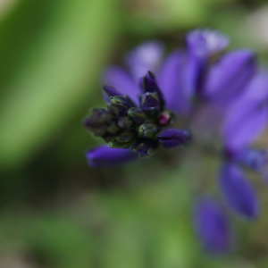 Photographie n°2478890 du taxon Polygala vulgaris L. [1753]