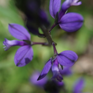 Photographie n°2478891 du taxon Polygala vulgaris L. [1753]