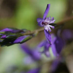 Photographie n°2478892 du taxon Polygala vulgaris L. [1753]