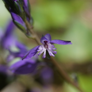 Photographie n°2478893 du taxon Polygala vulgaris L. [1753]