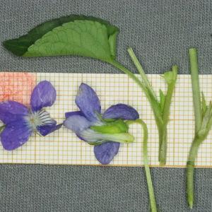 Photographie n°2478919 du taxon Viola canina L. [1753]