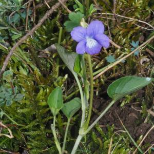 Photographie n°2478920 du taxon Viola canina L. [1753]