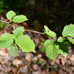 Photographie n°2478937 du taxon Corylus avellana L. [1753]