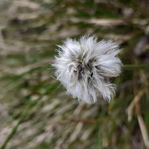 Photographie n°2478959 du taxon Eriophorum L. [1753]