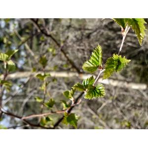 Betula concinna Gunnarsson (Bouleau blanc)