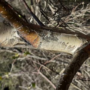 Photographie n°2478971 du taxon Betula pubescens var. pubescens