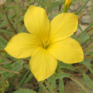 Photographie n°2479004 du taxon Linum campanulatum L. [1753]