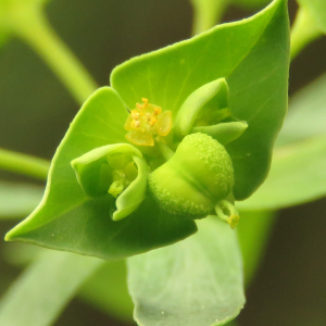 Photographie n°2479017 du taxon Euphorbia taurinensis All. [1785]