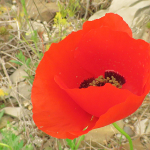 Photographie n°2479025 du taxon Papaver rhoeas L.