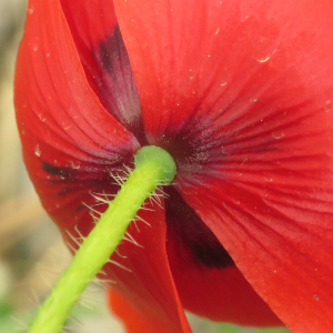 Photographie n°2479027 du taxon Papaver rhoeas L.