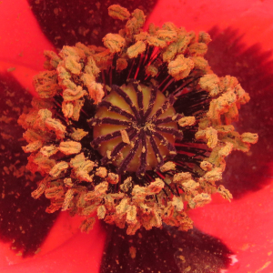 Photographie n°2479028 du taxon Papaver rhoeas L.