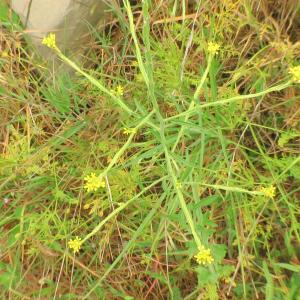 Photographie n°2479036 du taxon Sisymbrium officinale (L.) Scop. [1772]