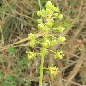 Photographie n°2479040 du taxon Reseda lutea L. [1753]