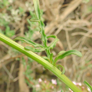 Photographie n°2479042 du taxon Reseda lutea L. [1753]