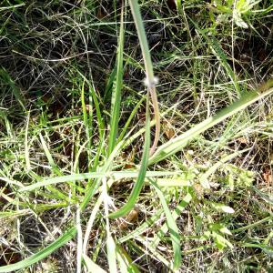 Photographie n°2479073 du taxon Bothriochloa barbinodis (Lag.) Herter [1940]