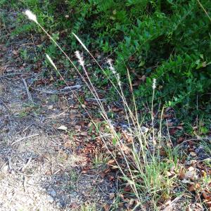 Photographie n°2479093 du taxon Bothriochloa barbinodis (Lag.) Herter [1940]